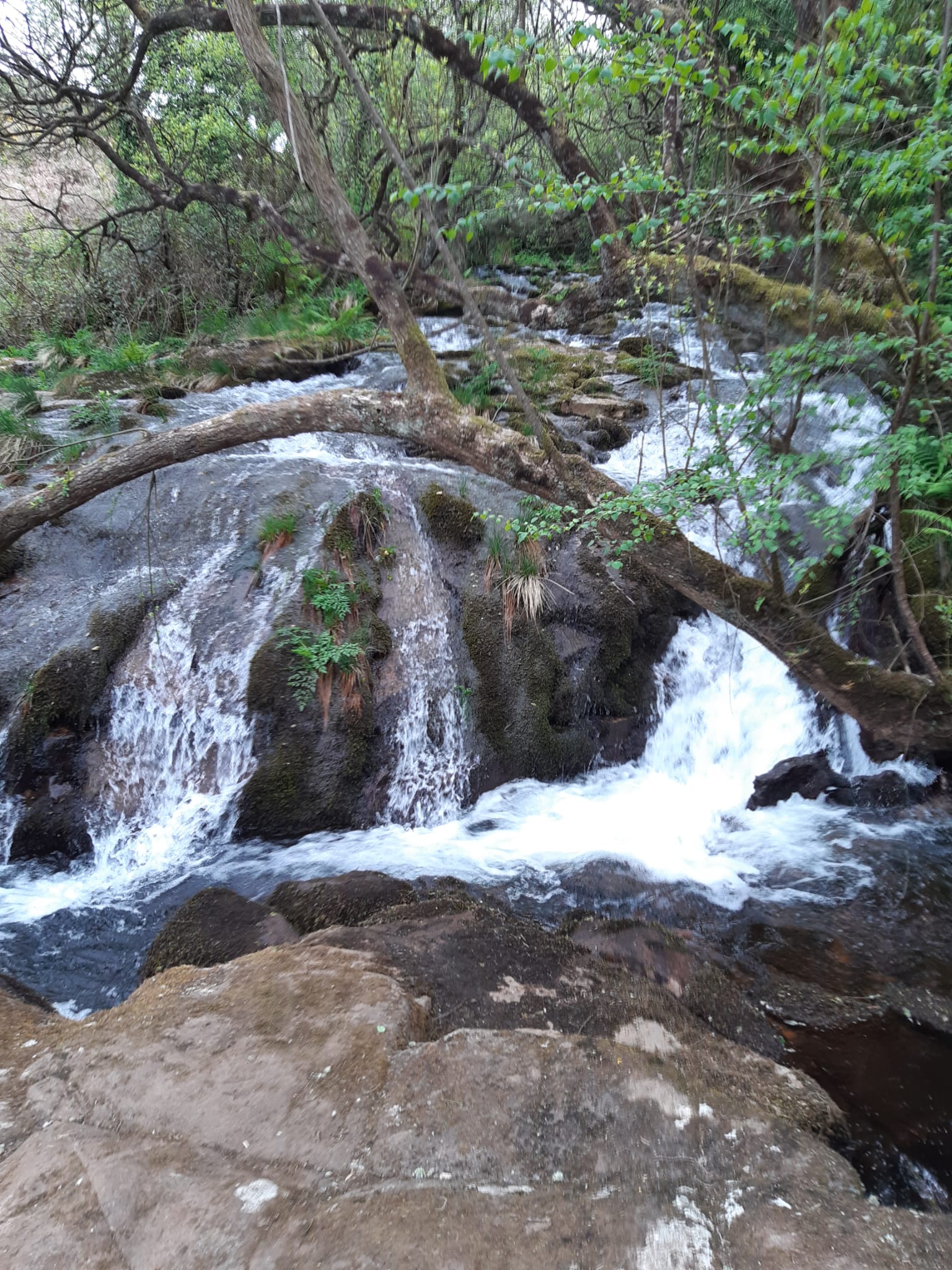 Un arroyo cascada serpenteando entre rocas cubiertas de musgo, representando el fluir de la vida y los obstáculos que se superan.