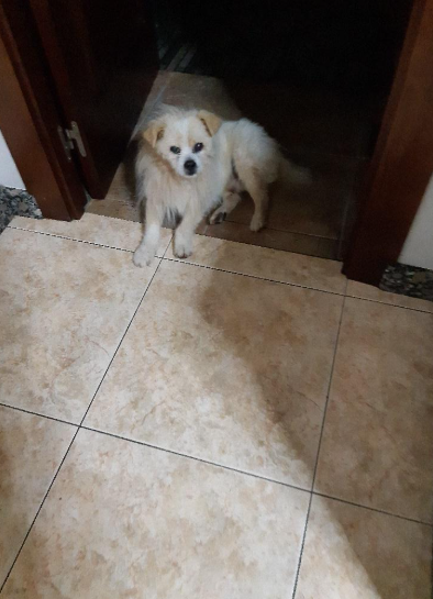 Roky, un perro fiel que fue miembro de la familia durante 16 años, descansando eternamente a la sombra de un acebo.